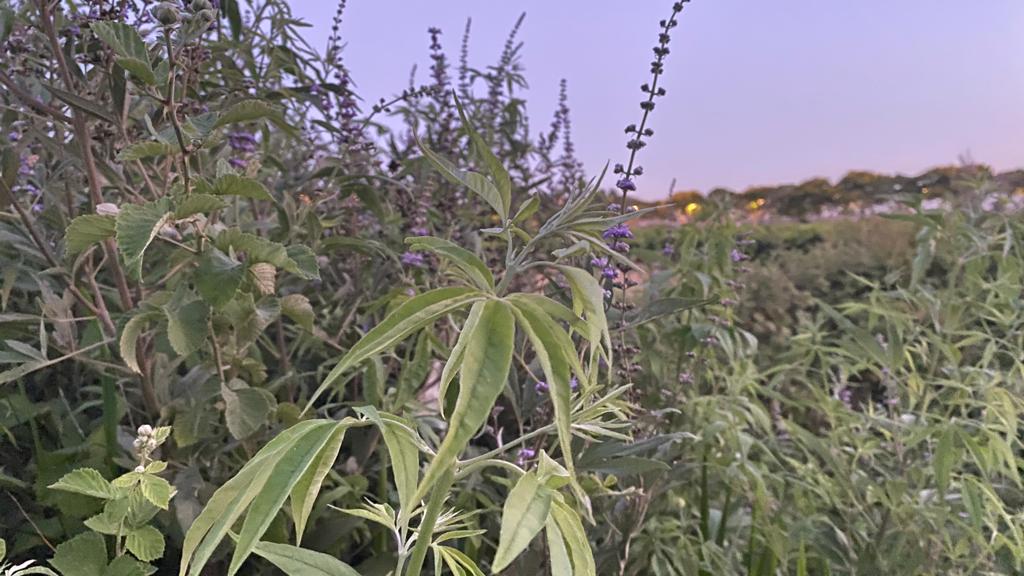 שיח אברהם מצוי